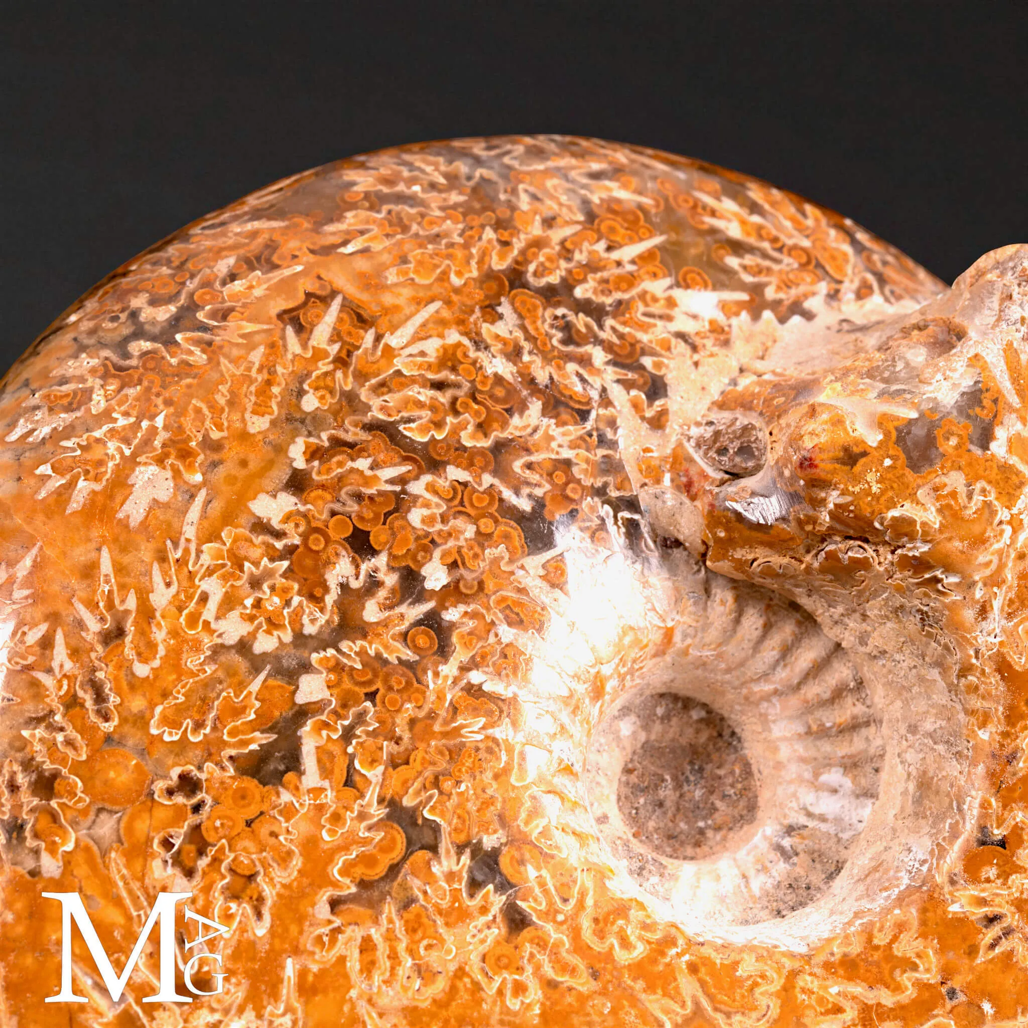 Phylloceras – Ammonite fossile su base in legno