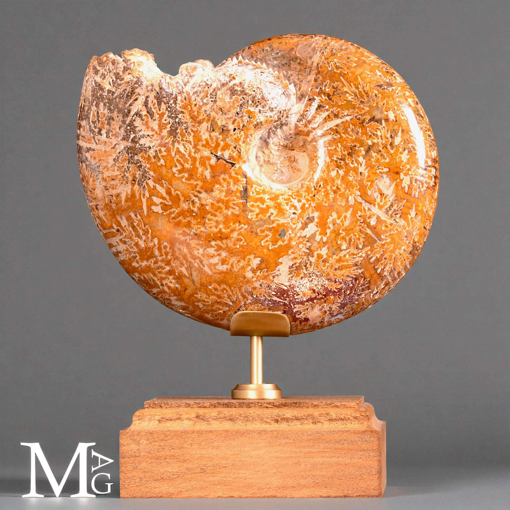 Phylloceras – Ammonite fossile su base in legno