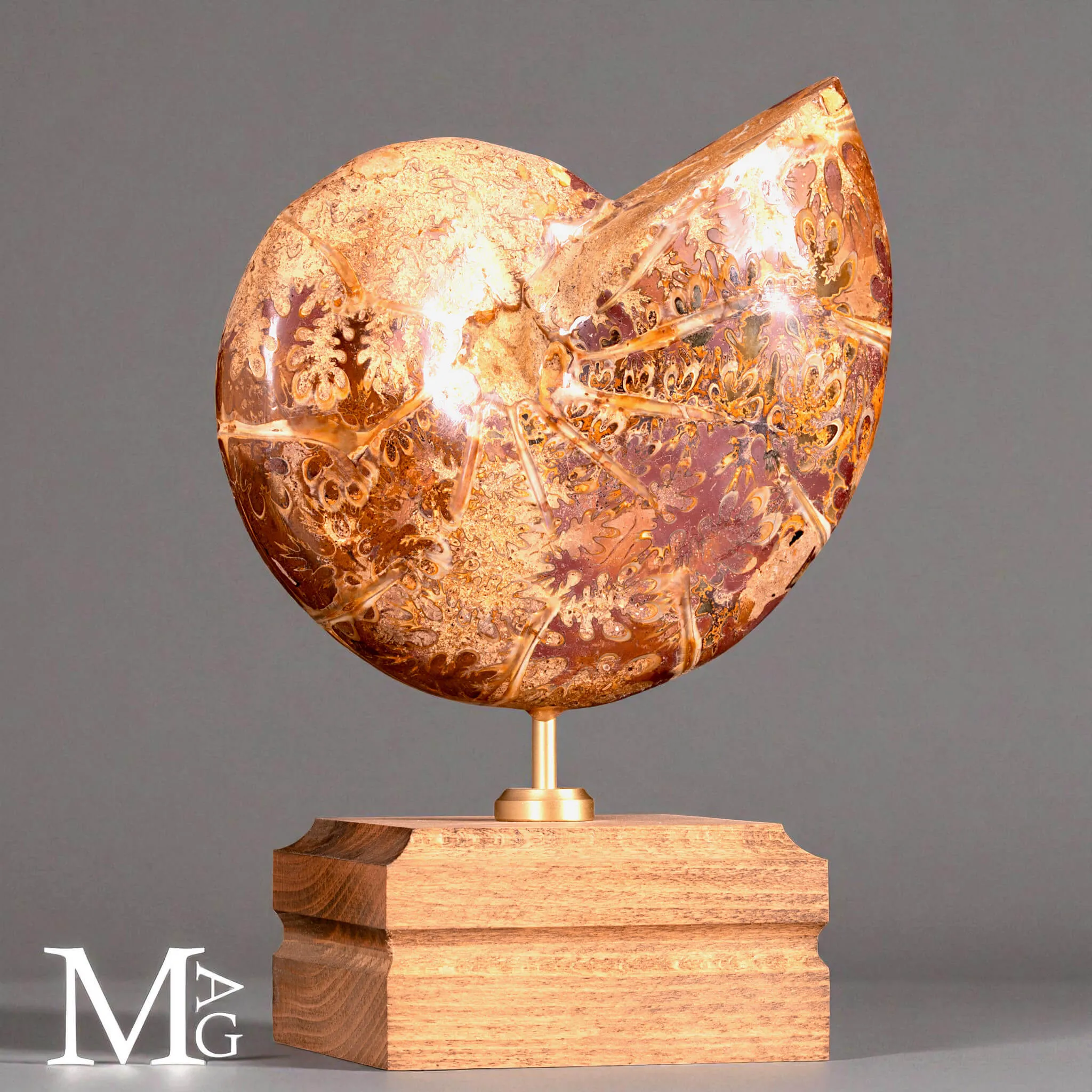 Phylloceras – Ammonite Cretacica su Base in Legno