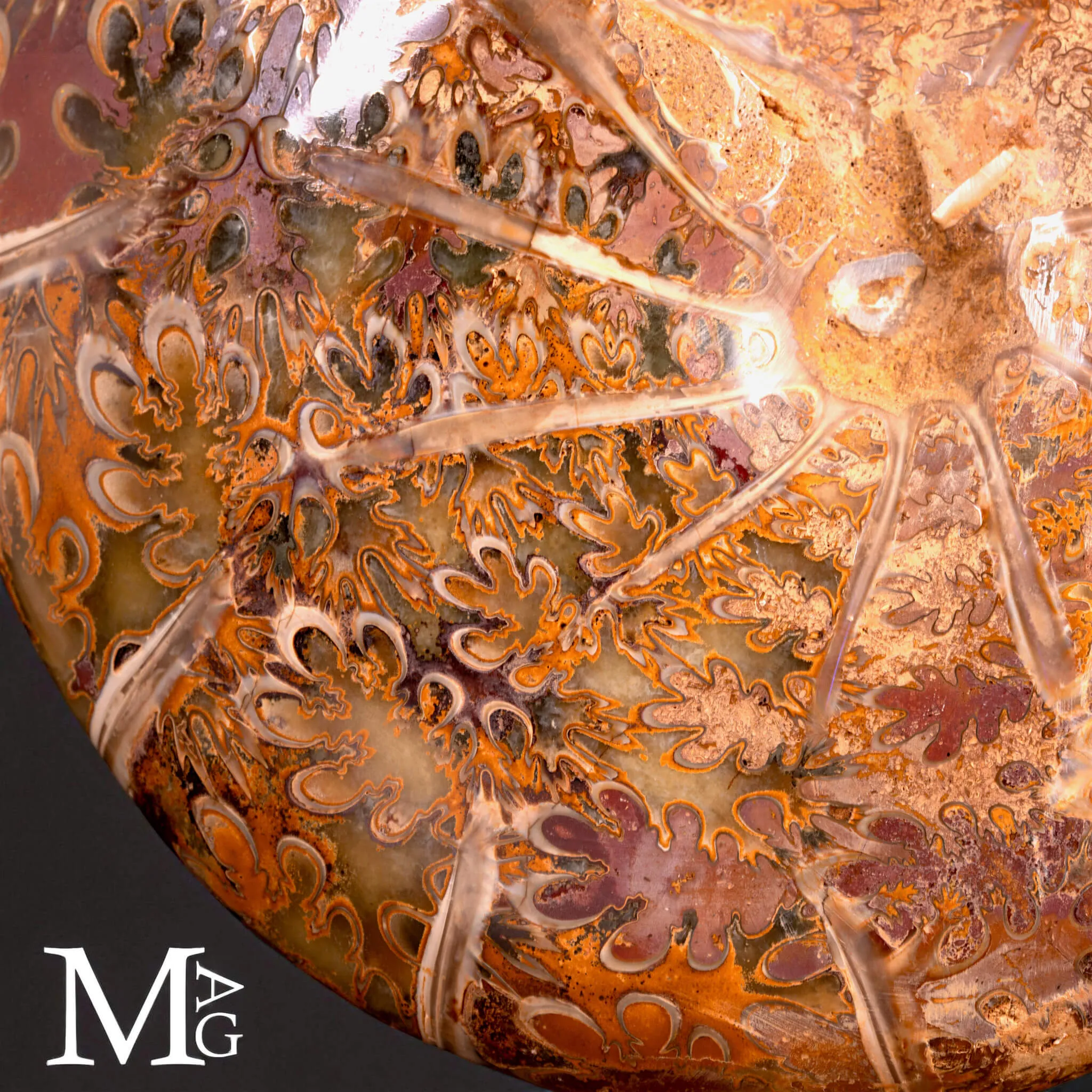 Phylloceras – Ammonite Cretacica su Base in Legno
