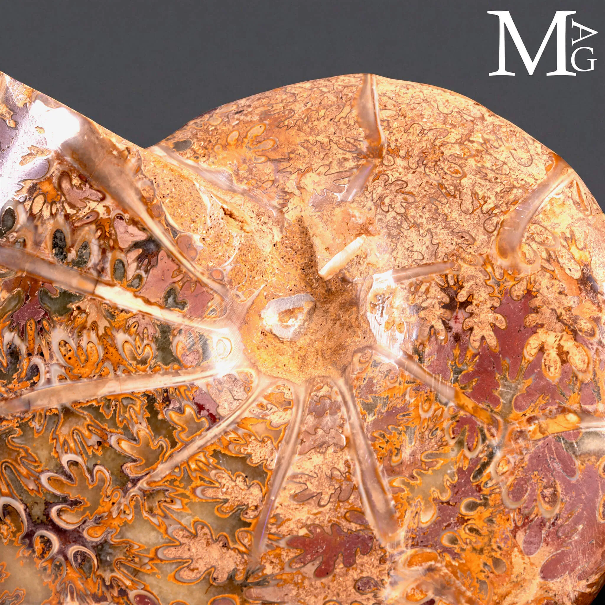 Phylloceras – Ammonite Cretacica su Base in Legno