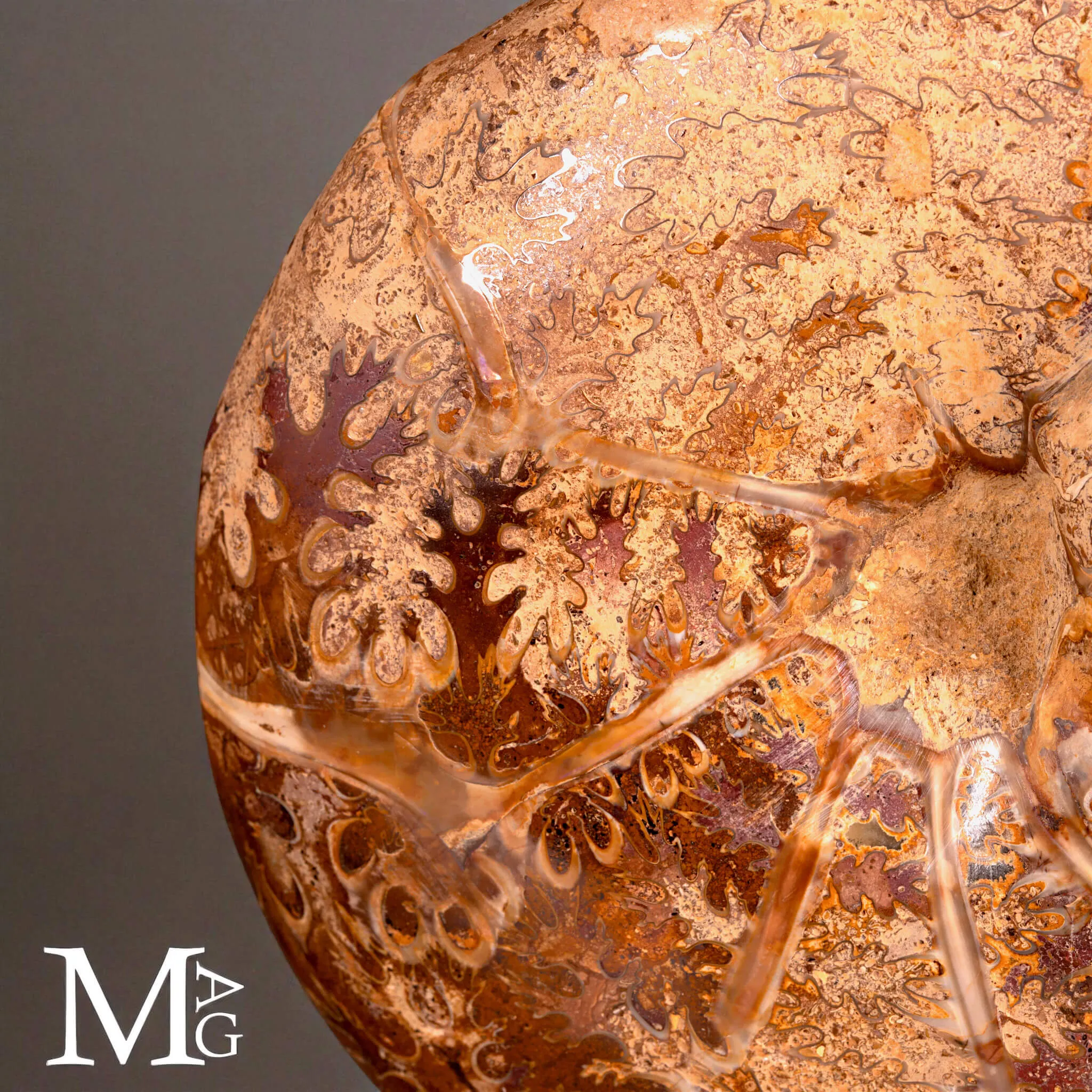 Phylloceras – Ammonite Cretacica su Base in Legno