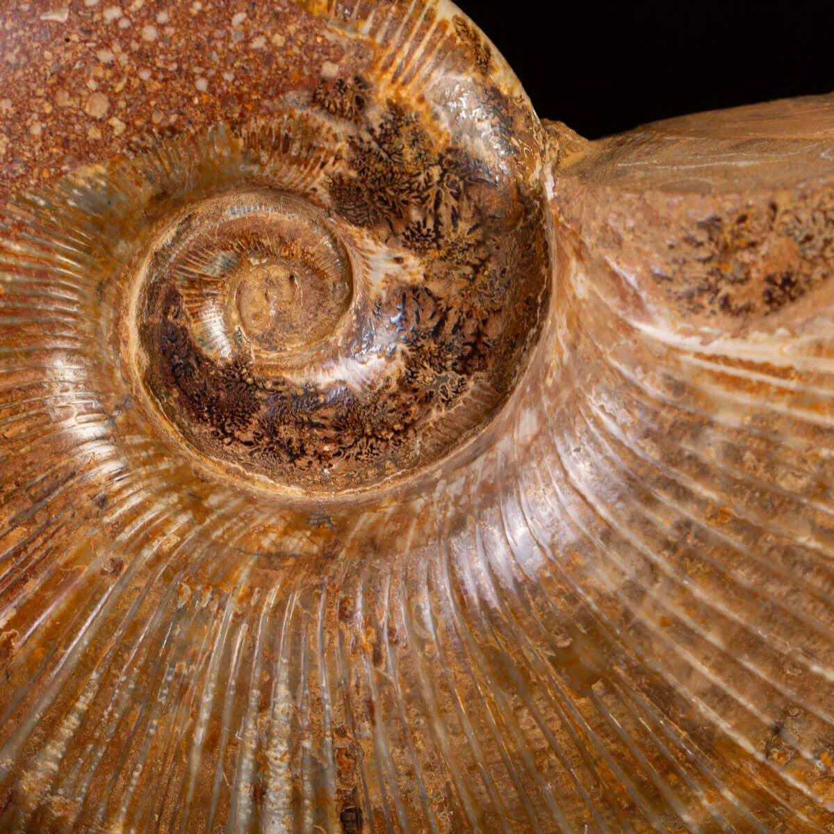 Ammonite Fossile Lobolytoceras da Sakaraha, Madagascar – Presentata in Stile Wunderkammer Moderno.