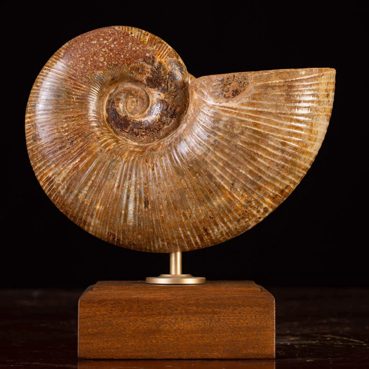Ammonite Fossile Lobolytoceras da Sakaraha, Madagascar – Presentata in Stile Wunderkammer Moderno.