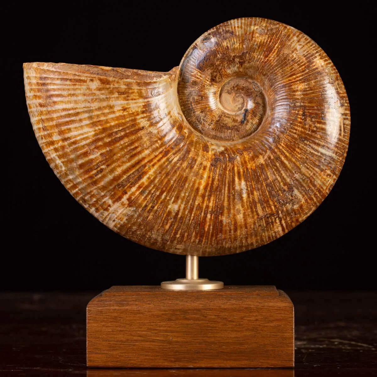 Ammonite Fossile Lobolytoceras da Sakaraha, Madagascar – Presentata in Stile Wunderkammer Moderno.