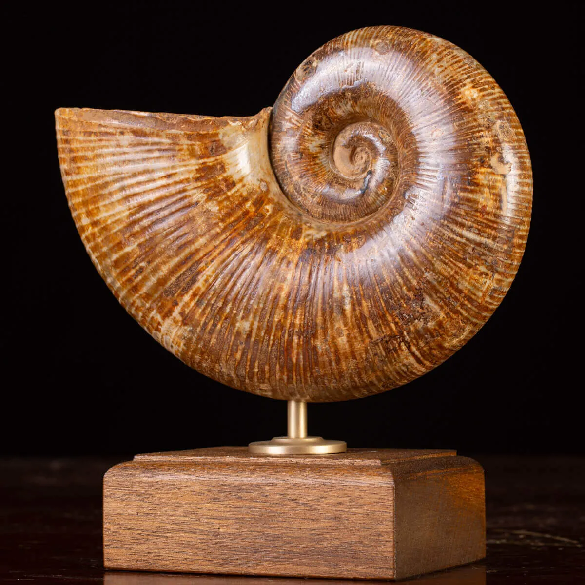 Ammonite Fossile Lobolytoceras da Sakaraha, Madagascar – Presentata in Stile Wunderkammer Moderno.