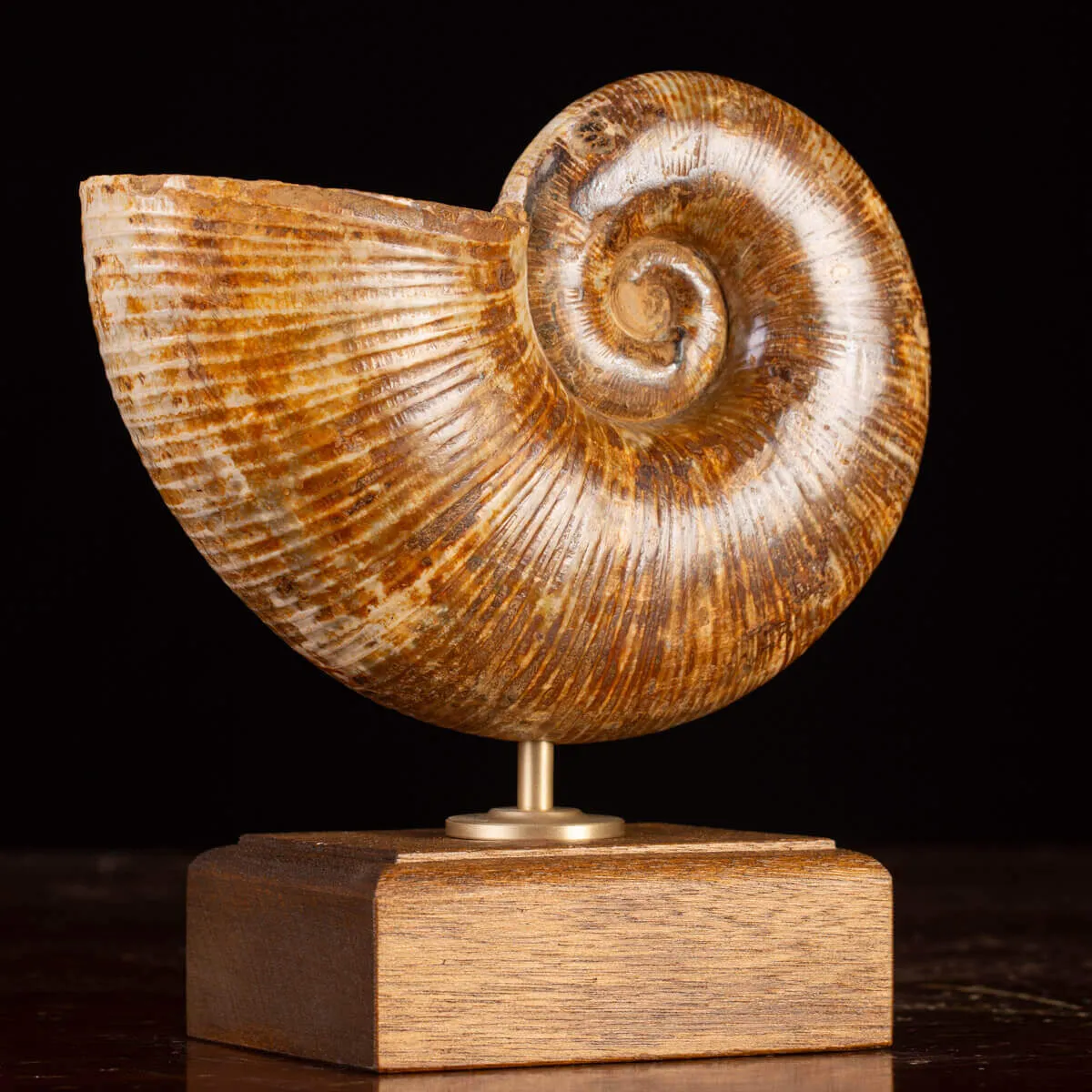 Ammonite Fossile Lobolytoceras da Sakaraha, Madagascar – Presentata in Stile Wunderkammer Moderno.