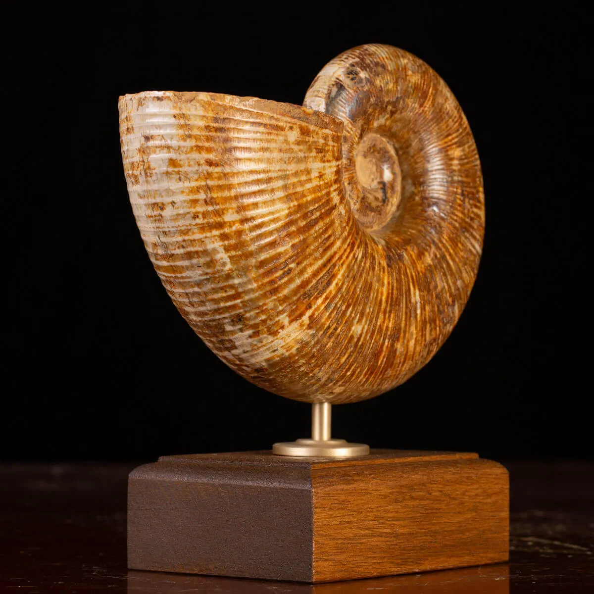 Ammonite Fossile Lobolytoceras da Sakaraha, Madagascar – Presentata in Stile Wunderkammer Moderno.