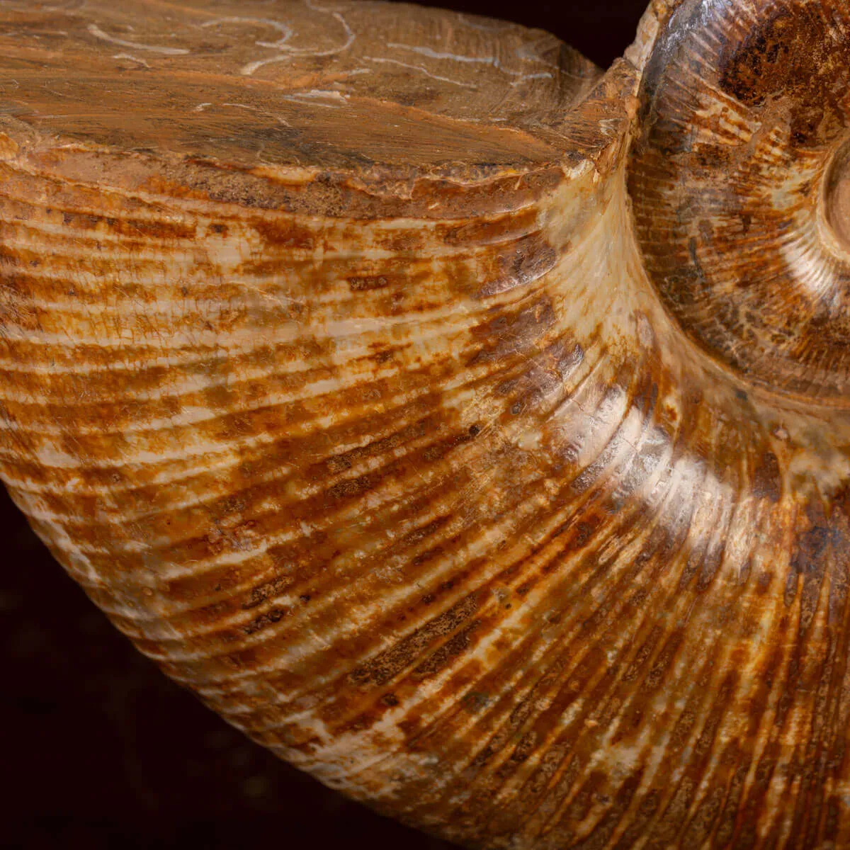 Ammonite Fossile Lobolytoceras da Sakaraha, Madagascar – Presentata in Stile Wunderkammer Moderno.