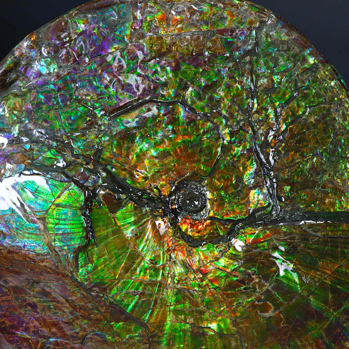 Ammonite Placenticeras Costatum