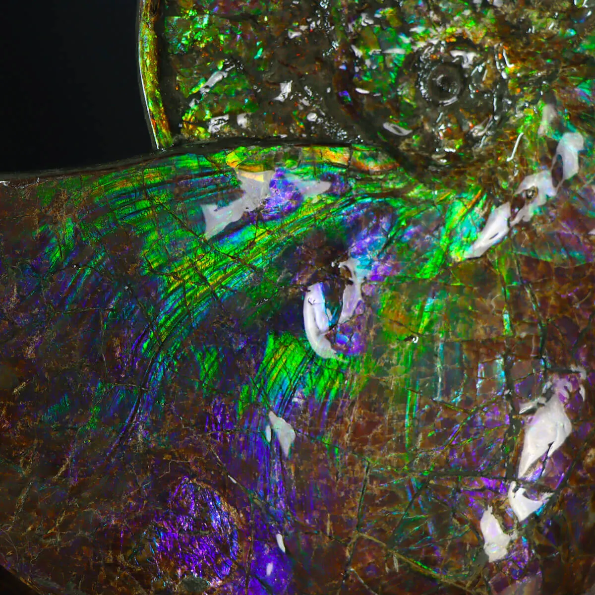 Ammonite Placenticeras Costatum