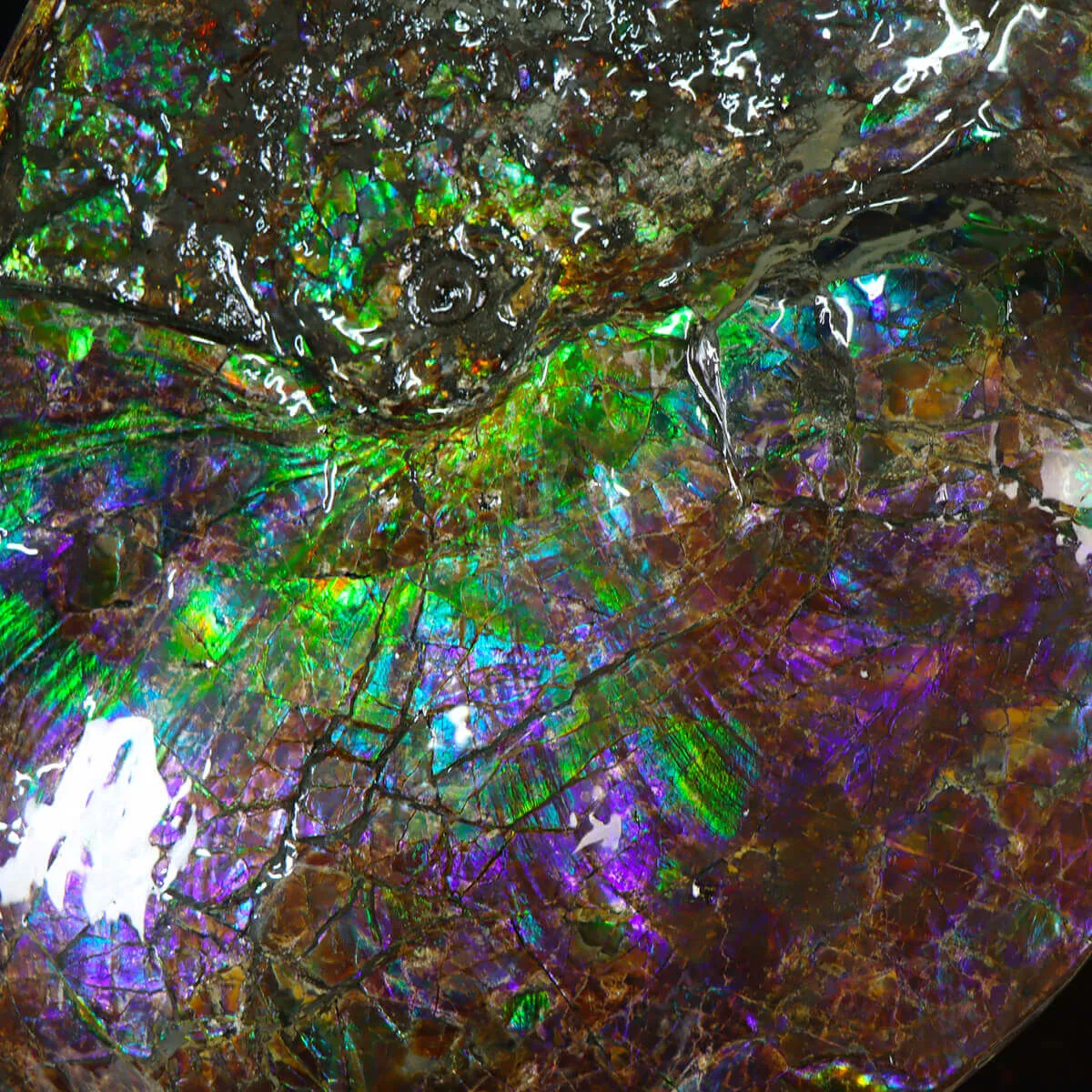 Ammonite Placenticeras Costatum