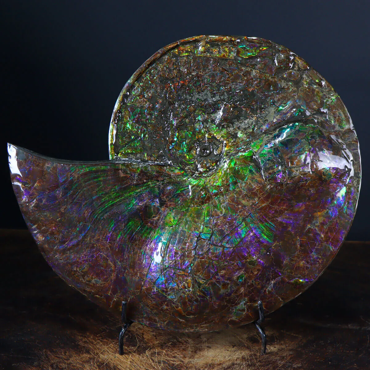 Ammonite Placenticeras Costatum