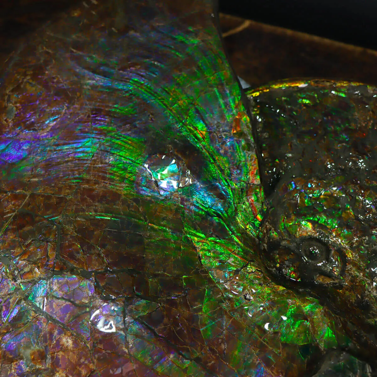 Ammonite Placenticeras Costatum