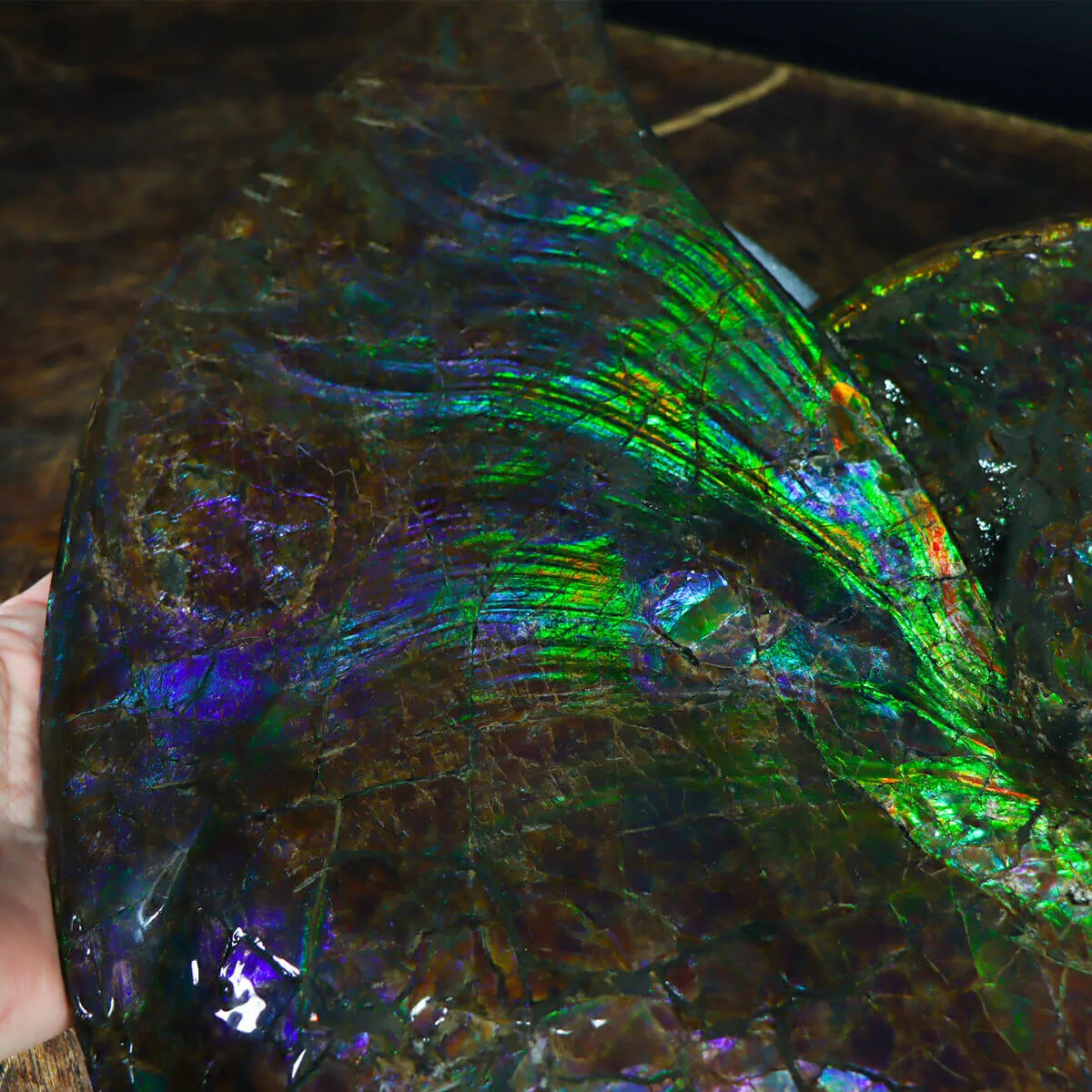 Ammonite Placenticeras Costatum