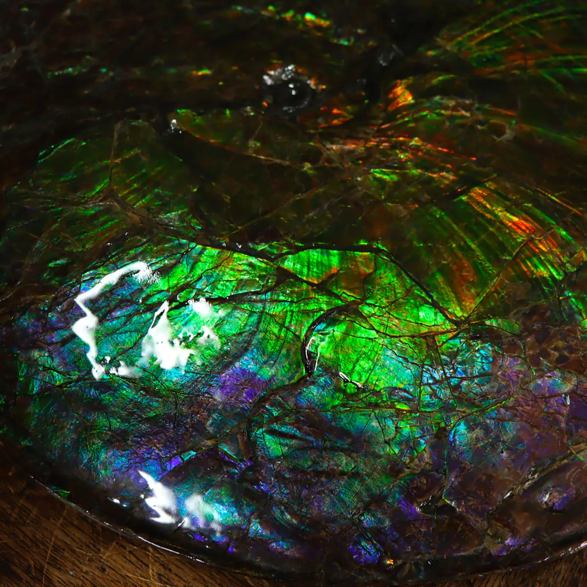 Ammonite Placenticeras Costatum