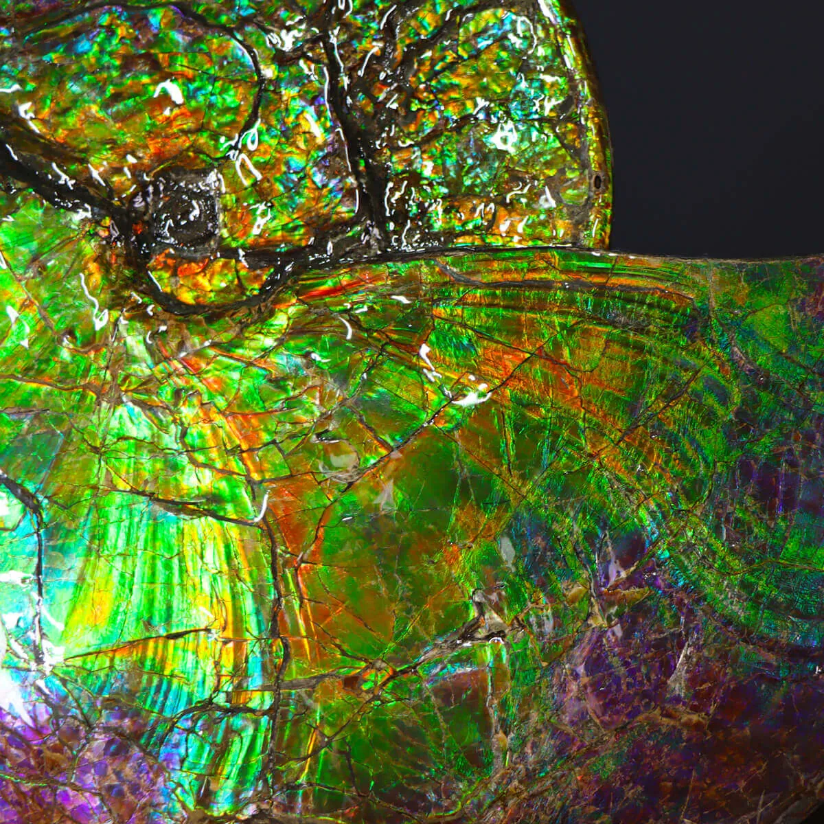Ammonite Placenticeras Costatum
