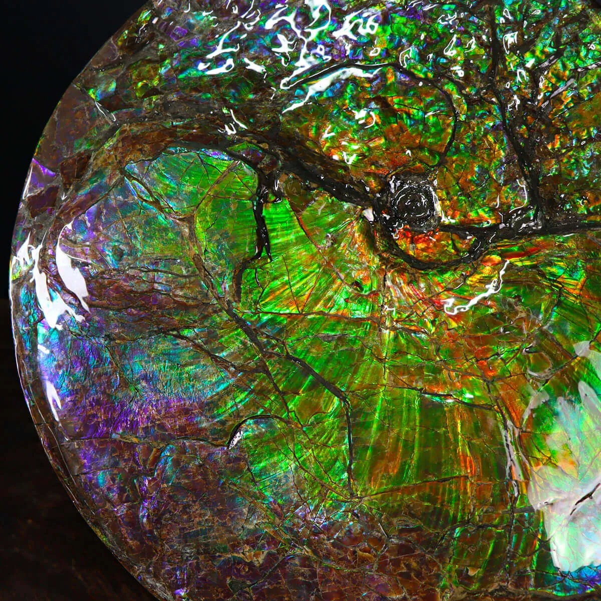 Ammonite Placenticeras Costatum