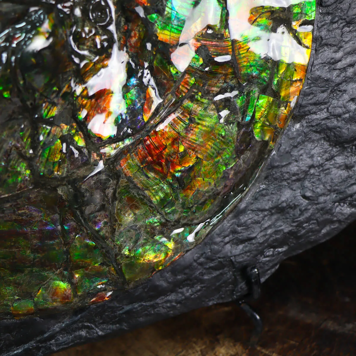 Ammonite Placenticeras Costatum