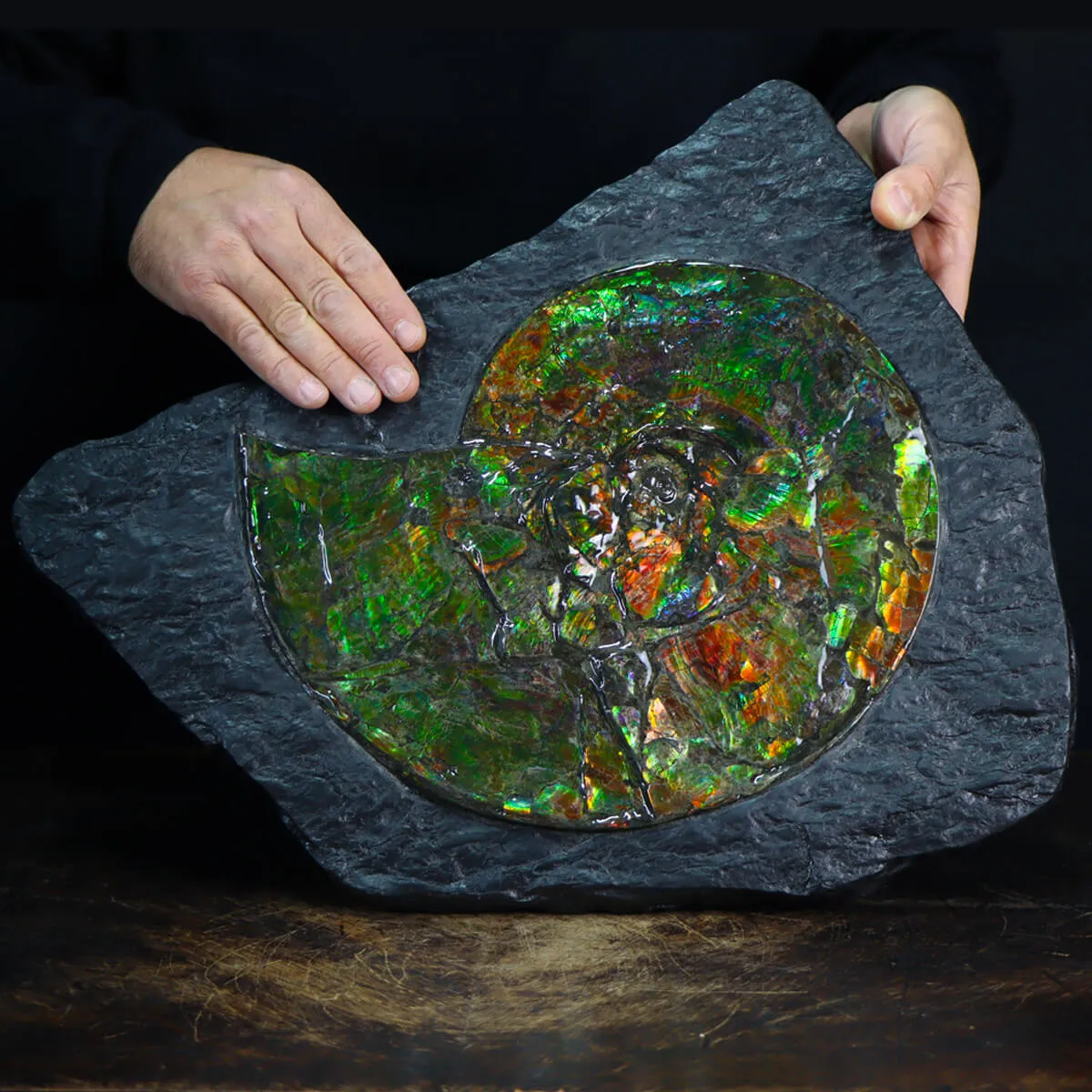 Ammonite Placenticeras Costatum