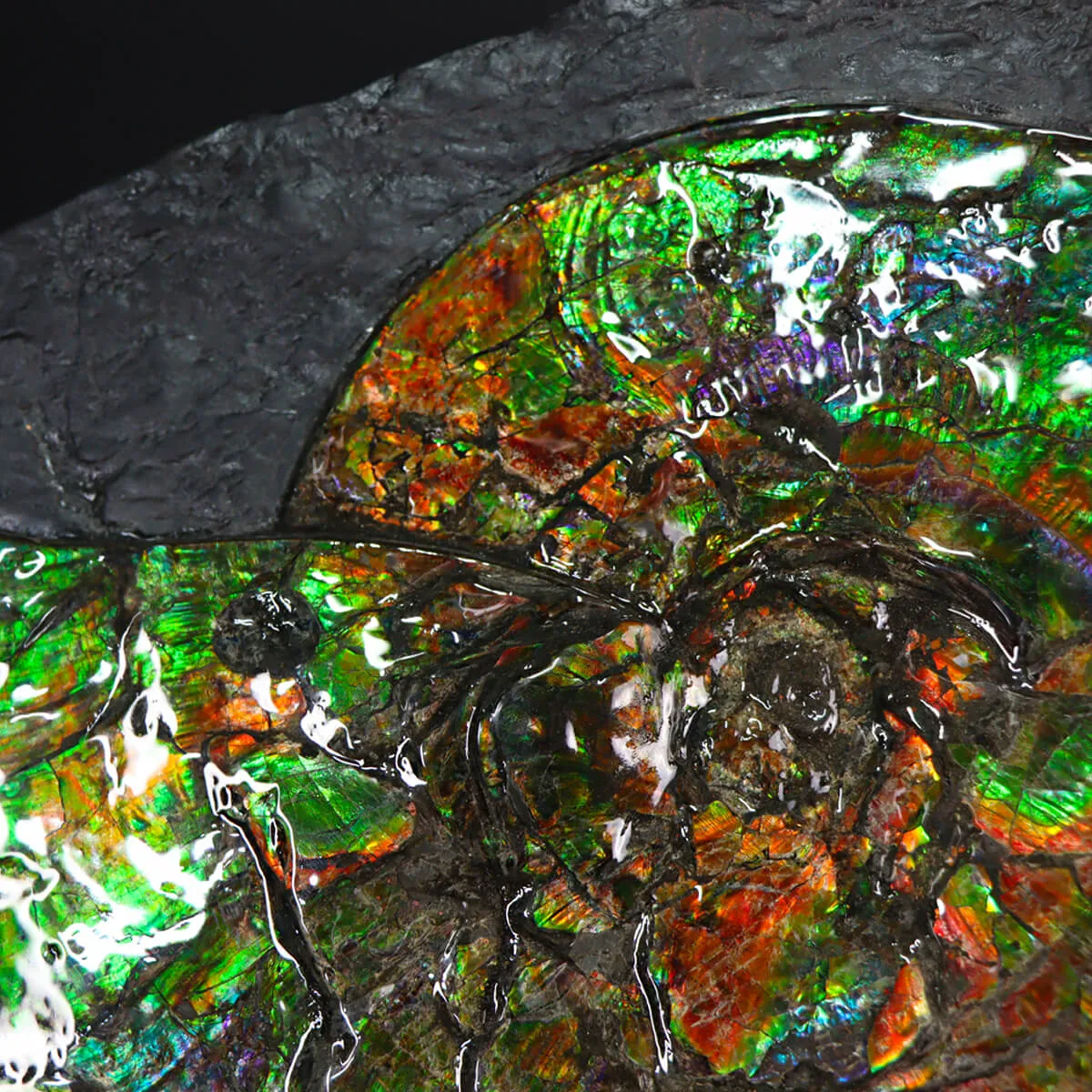 Ammonite Placenticeras Costatum