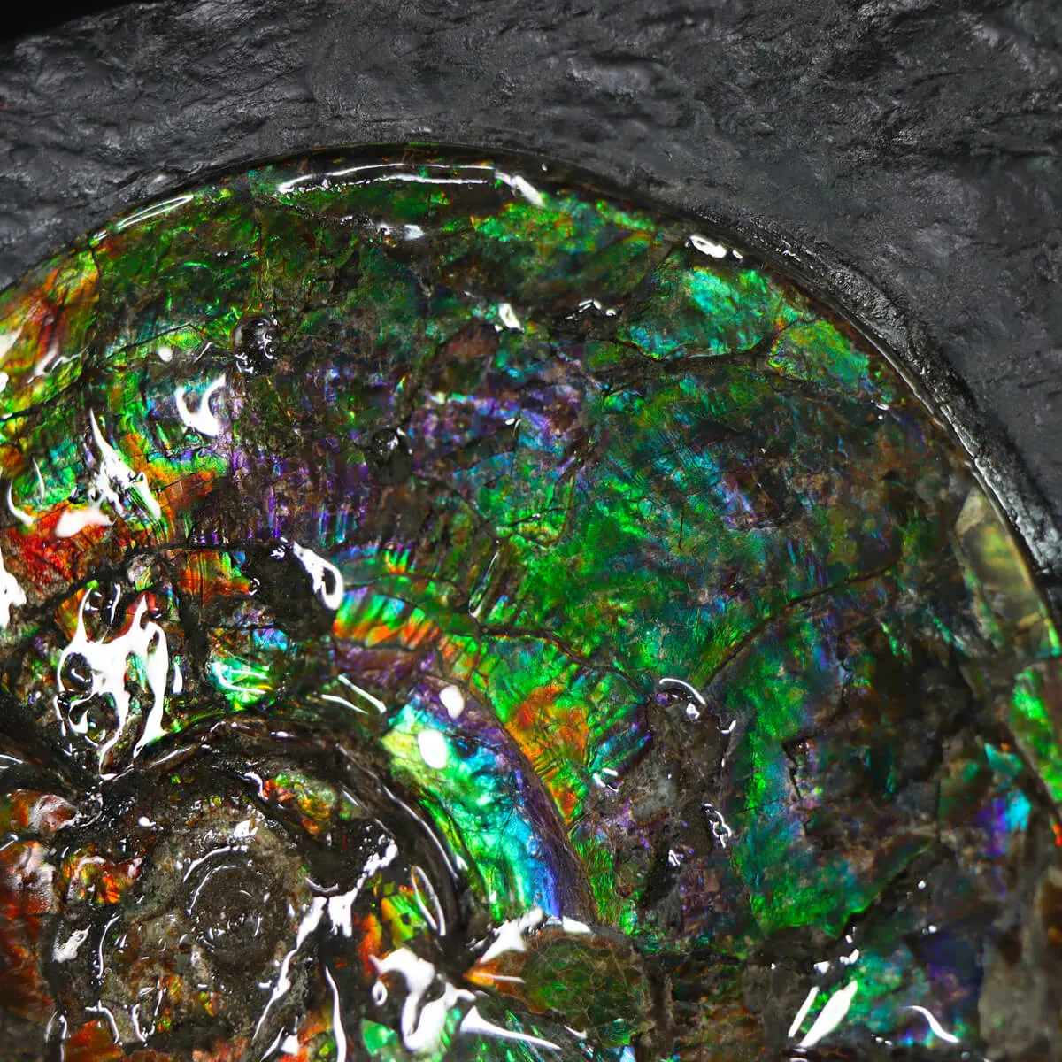 Ammonite Placenticeras Costatum