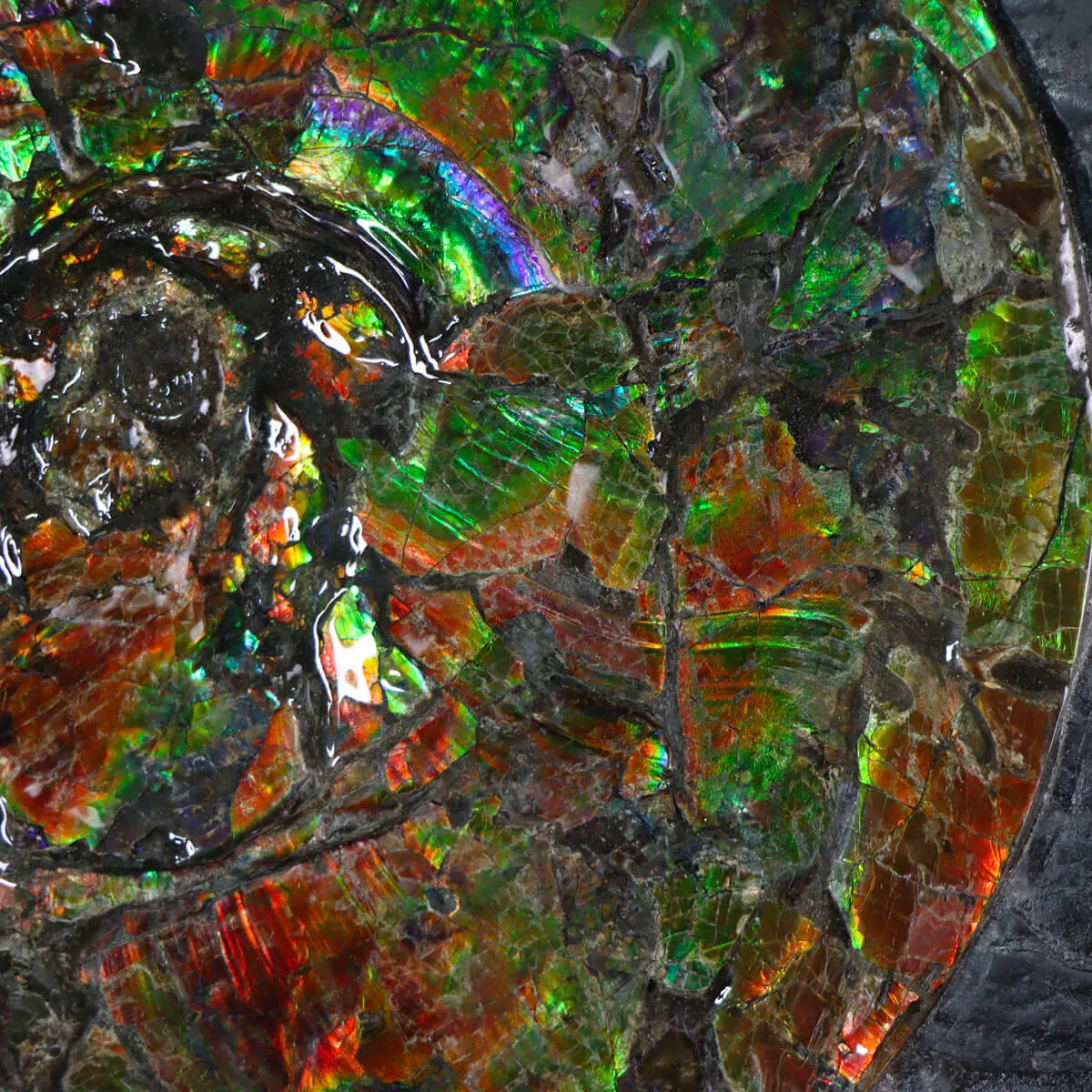 Ammonite Placenticeras Costatum