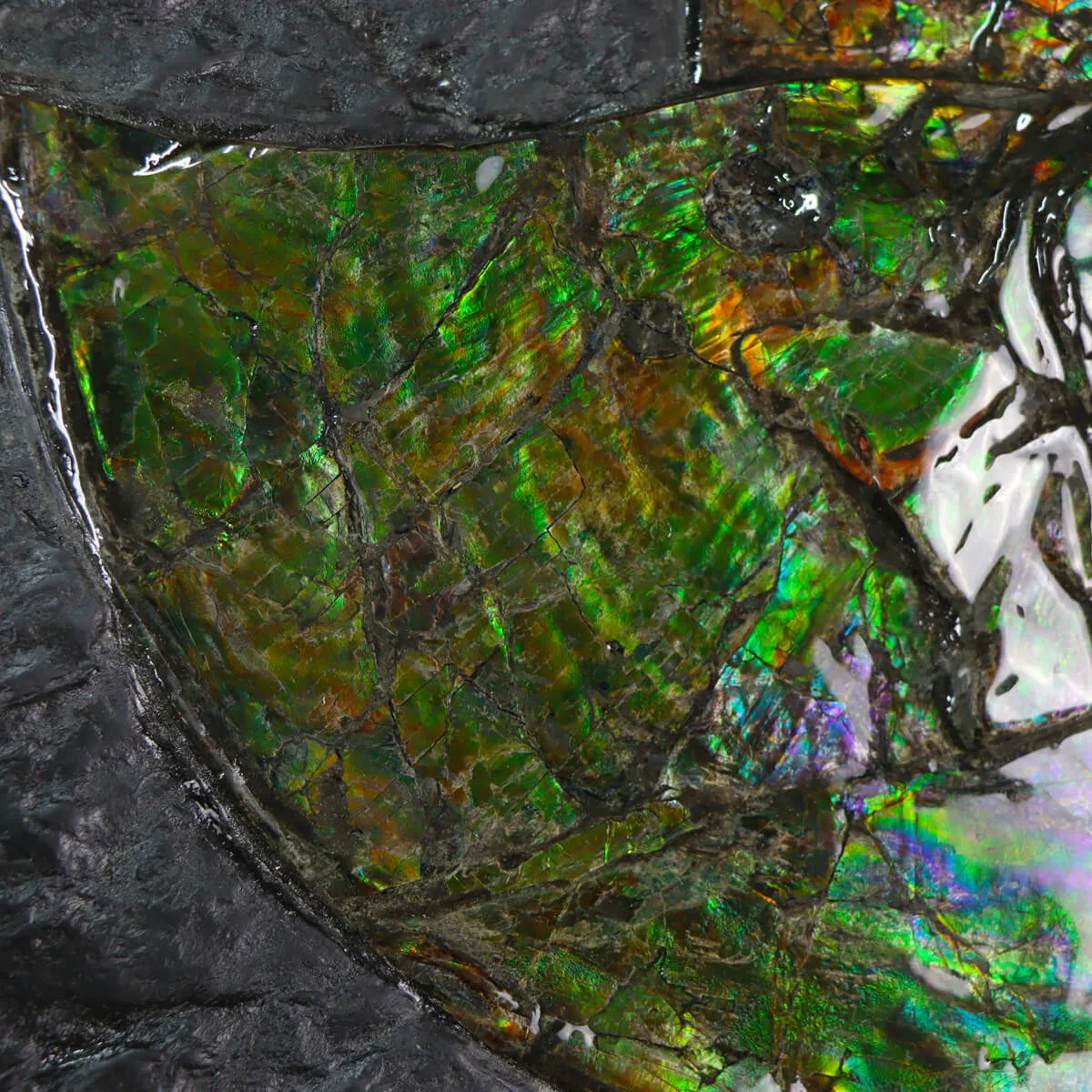 Ammonite Placenticeras Costatum