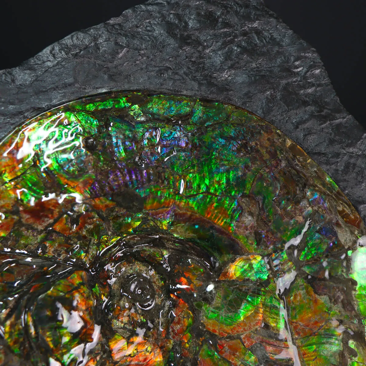 Ammonite Placenticeras Costatum
