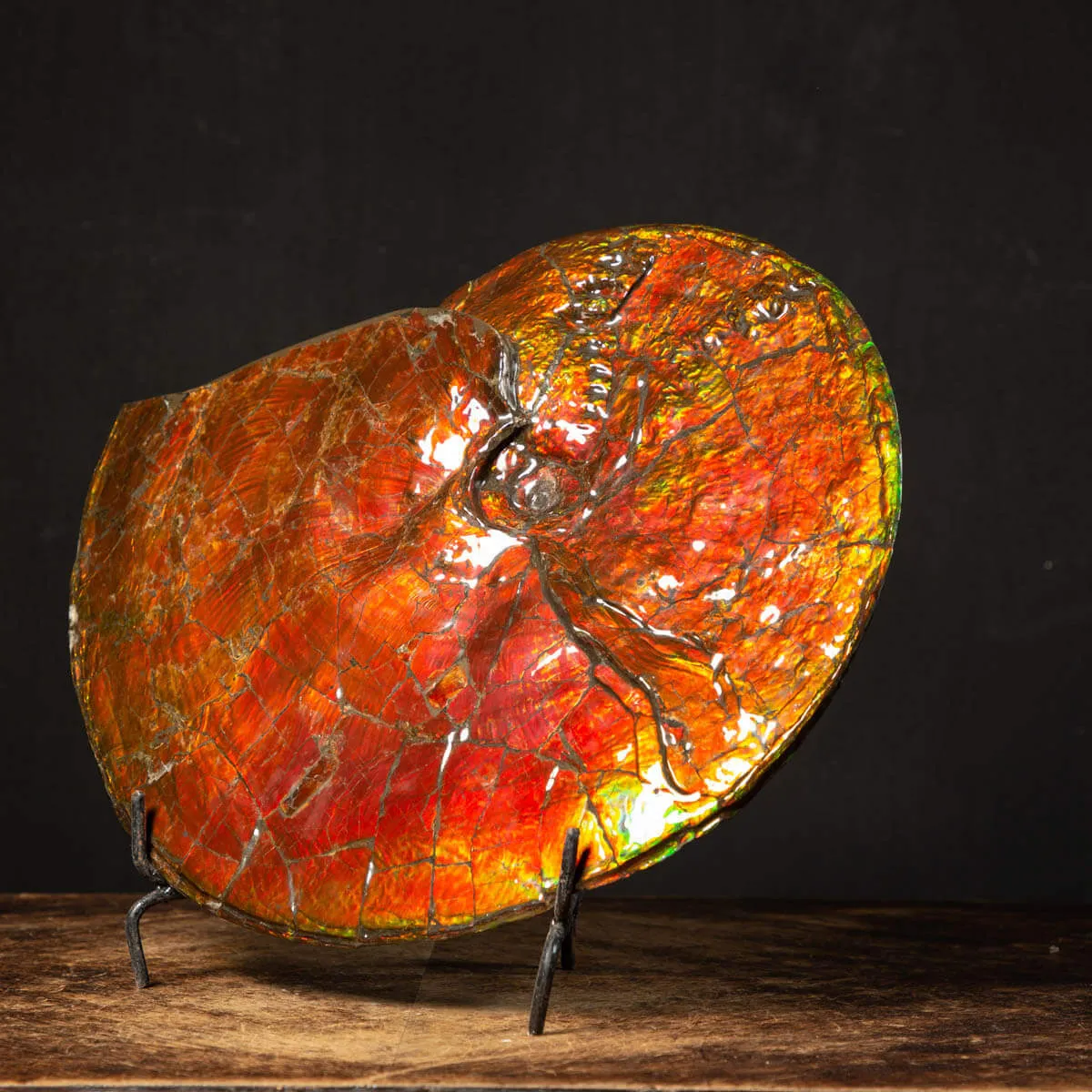 Straordinaria Ammonite Placenticeras Intercalare.