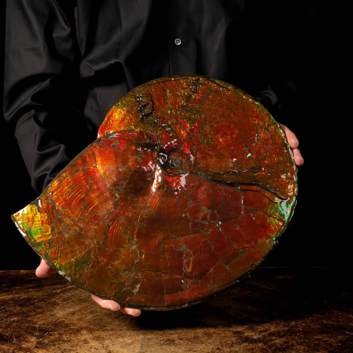 Straordinaria Ammonite Placenticeras Intercalare.