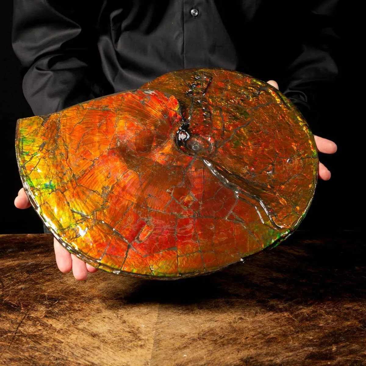 Straordinaria Ammonite Placenticeras Intercalare.
