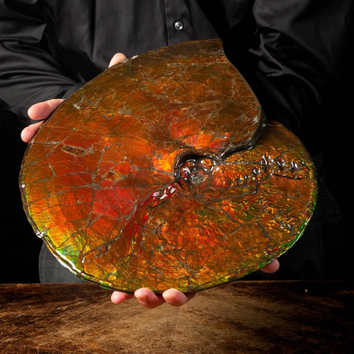 Straordinaria Ammonite Placenticeras Intercalare.