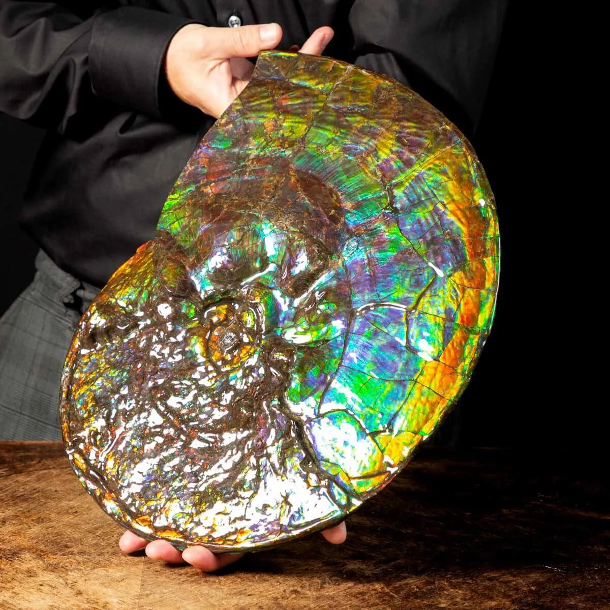Straordinaria Ammonite Placenticeras Intercalare.
