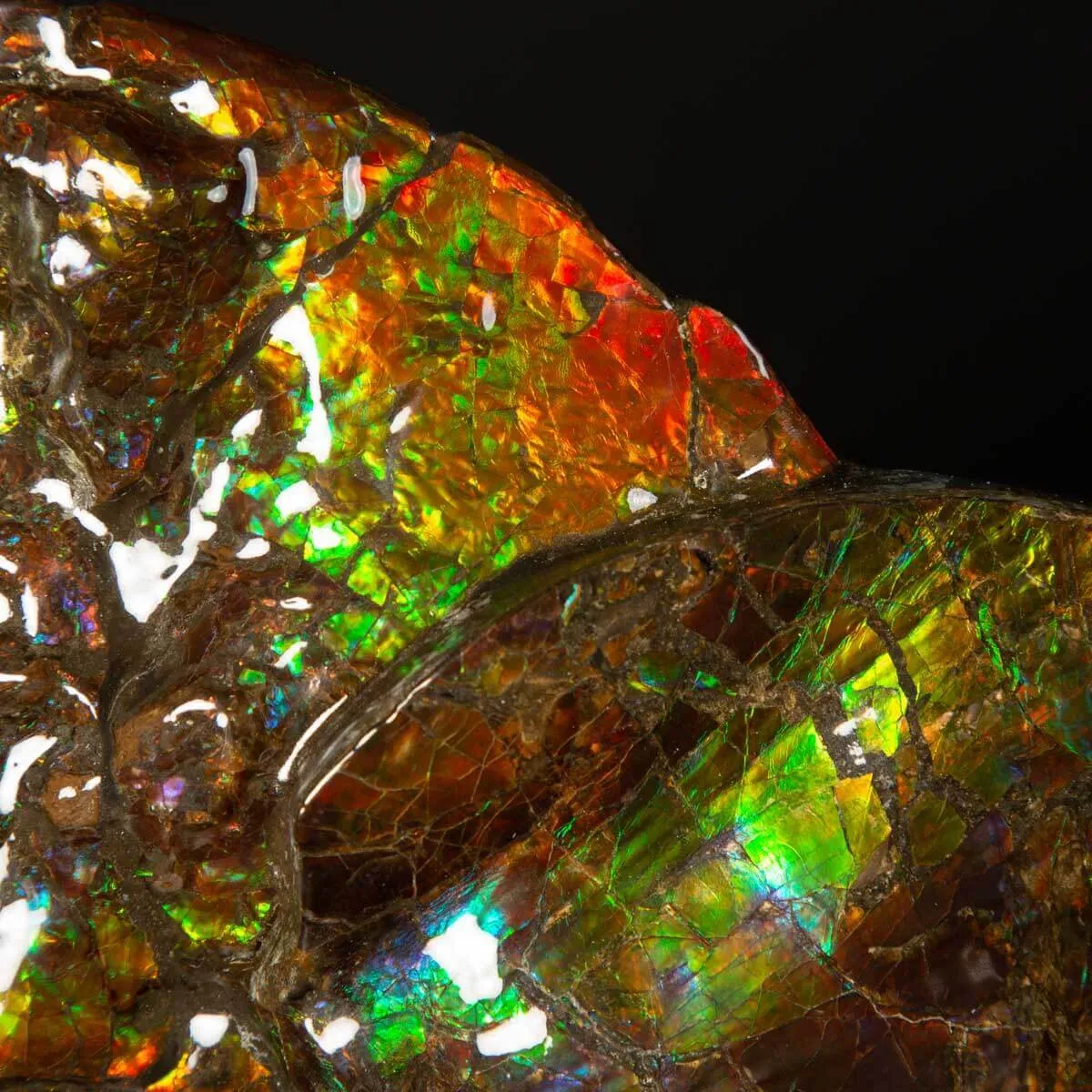 Straordinaria Ammonite Placenticeras Intercalare.