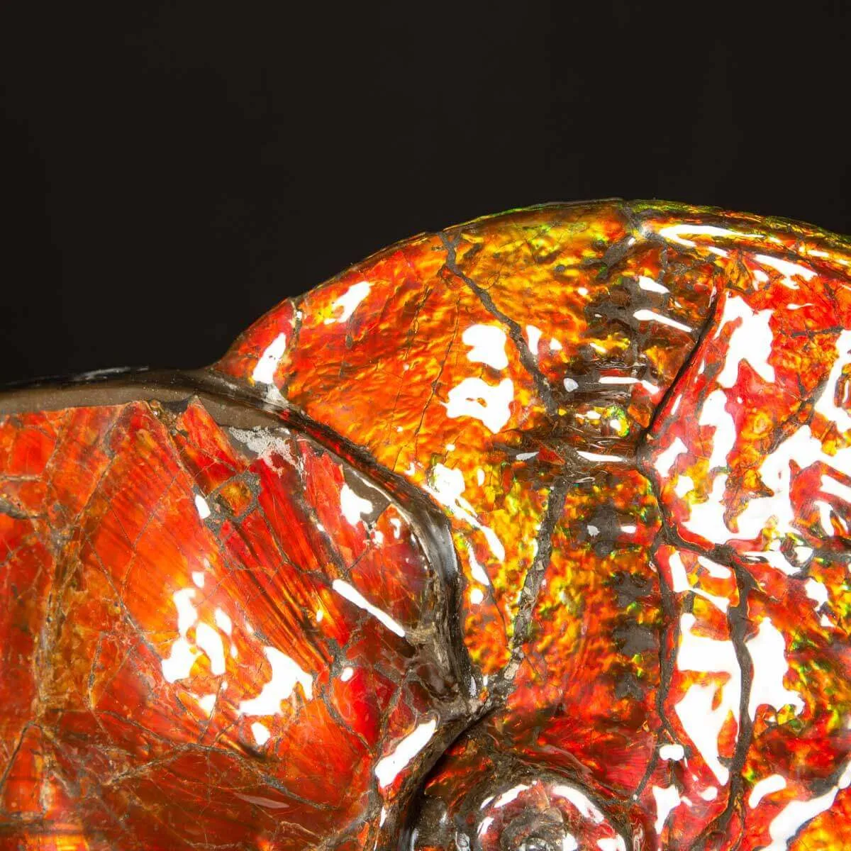 Straordinaria Ammonite Placenticeras Intercalare.