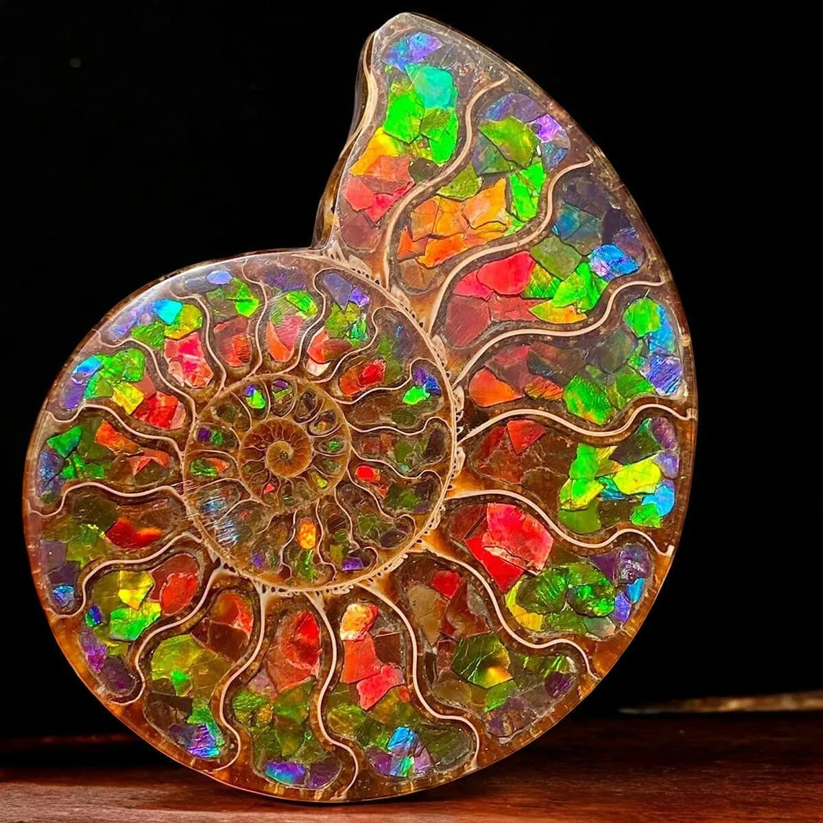 Ammonite Cleoniceras con Ammolite – Un Capolavoro Unico della Natura e dell'Arte.
