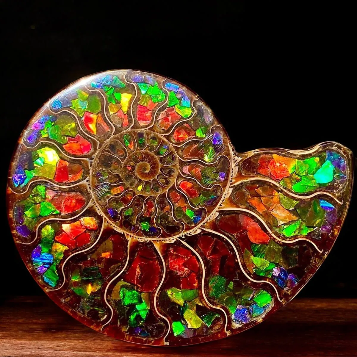 Ammonite Cleoniceras con Ammolite – Un Capolavoro Unico della Natura e dell'Arte.