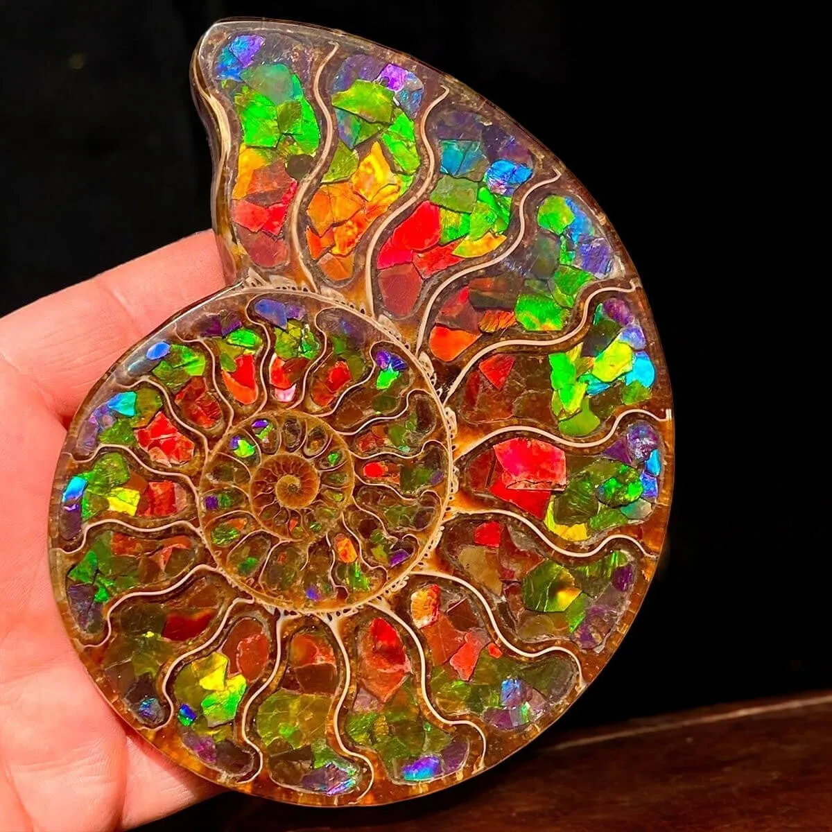 Ammonite Cleoniceras con Ammolite – Un Capolavoro Unico della Natura e dell'Arte.