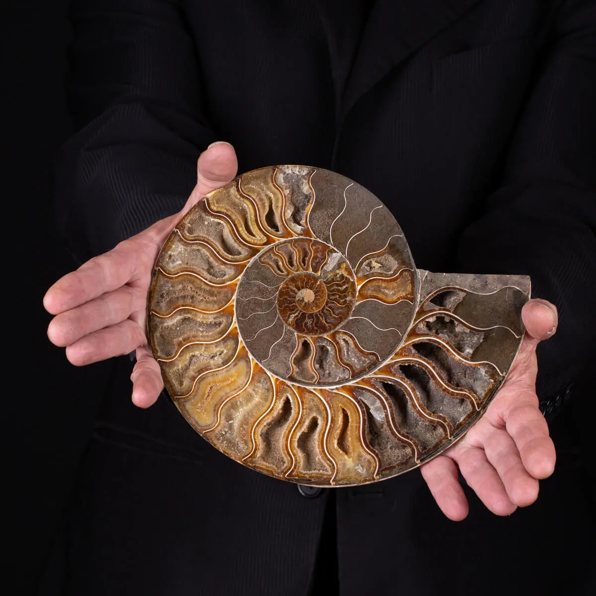 Ammonite Cleoniceras