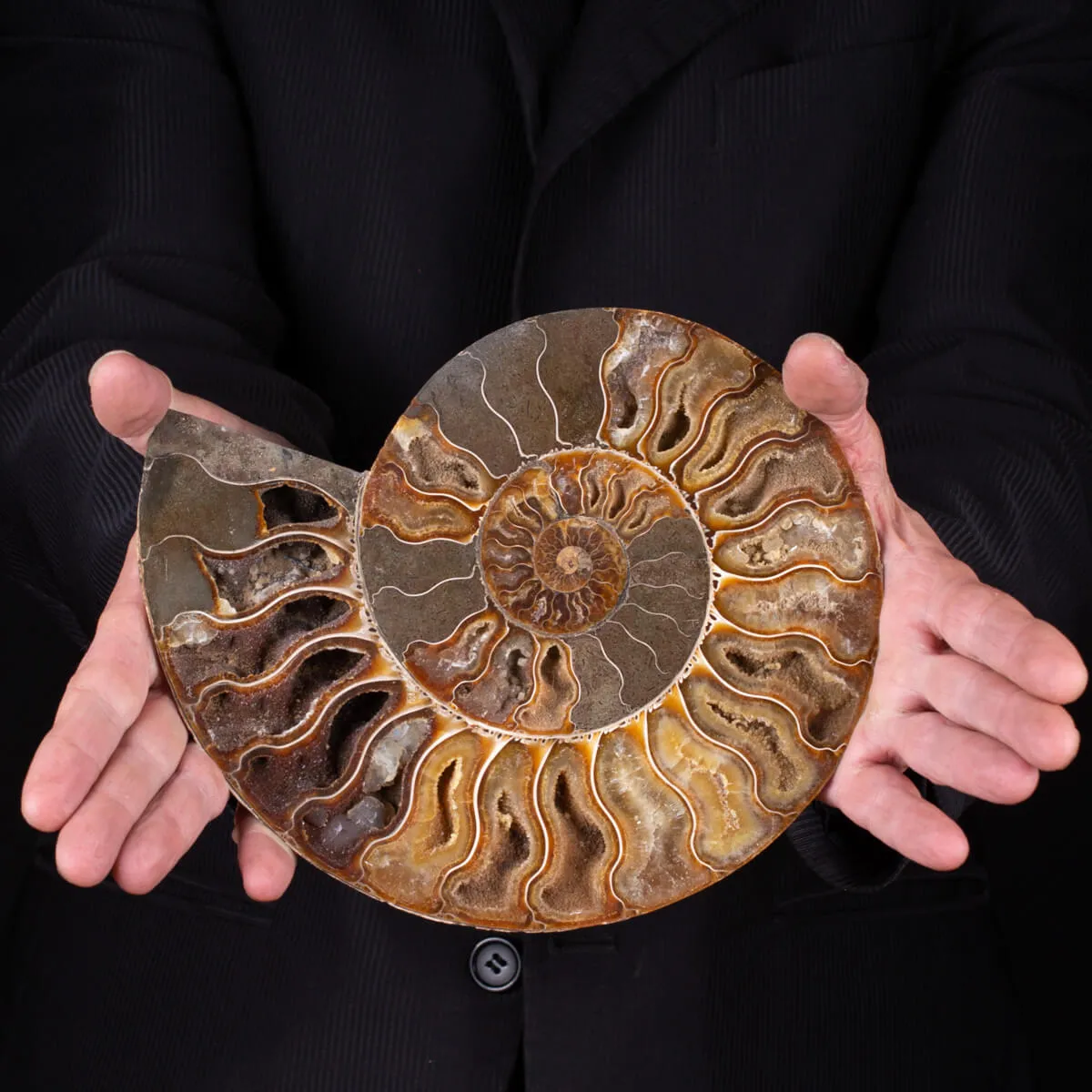 Ammonite Cleoniceras