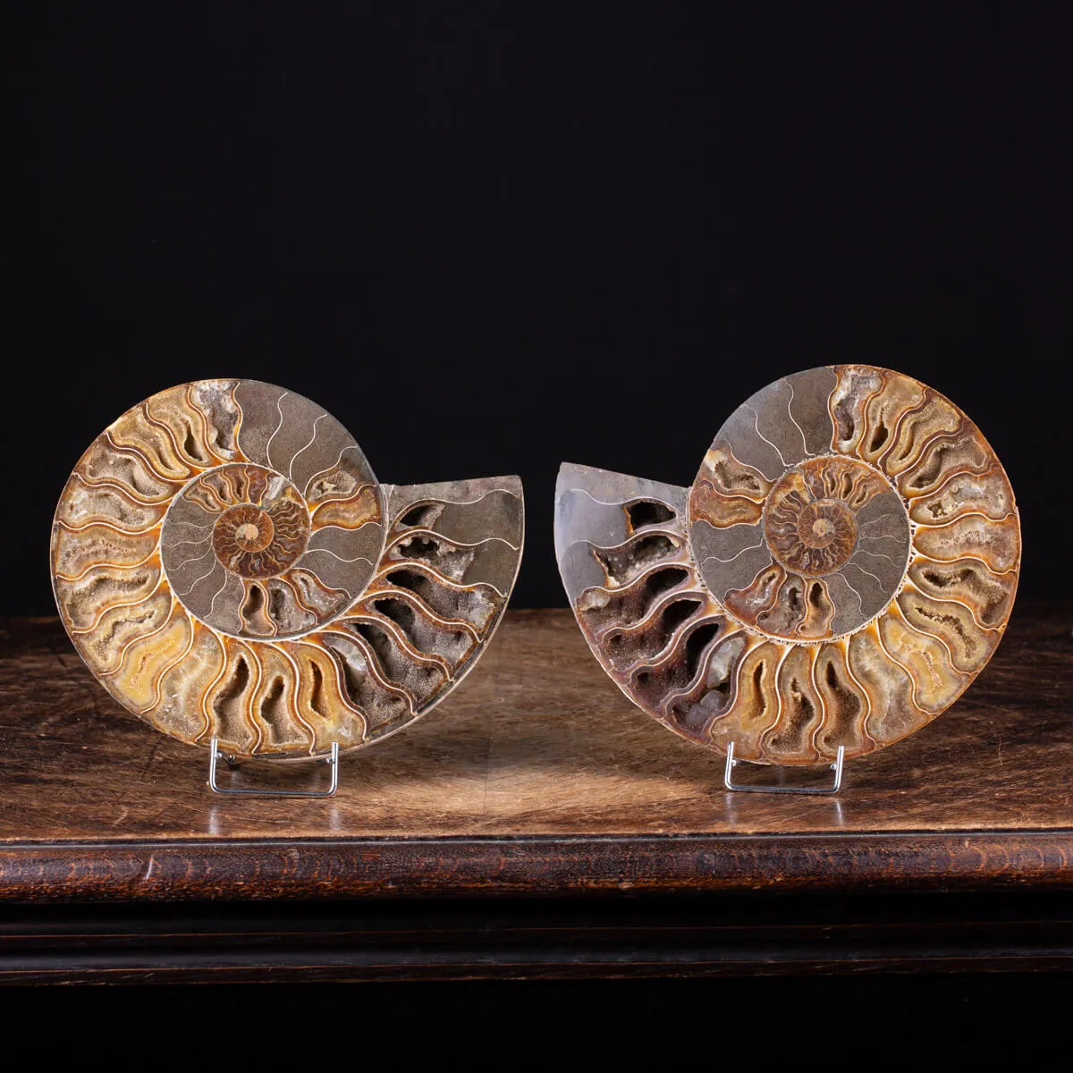 Ammonite Cleoniceras