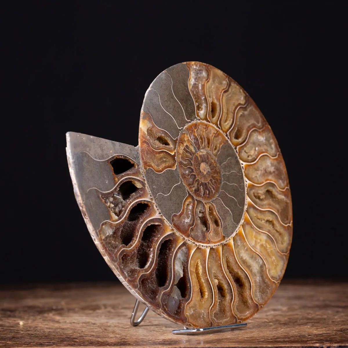 Ammonite Cleoniceras
