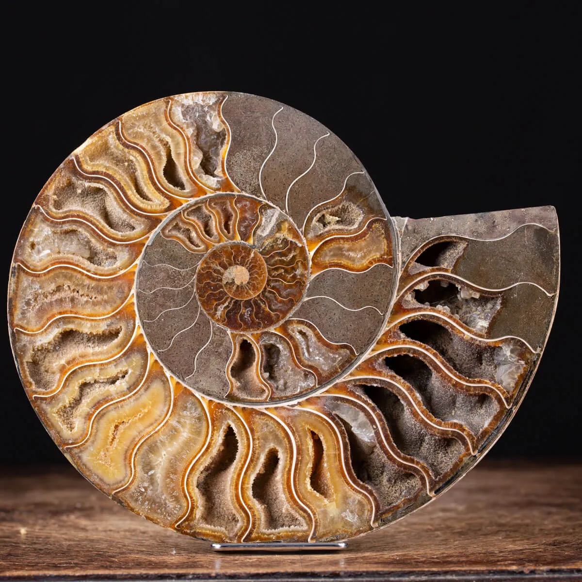 Ammonite Cleoniceras