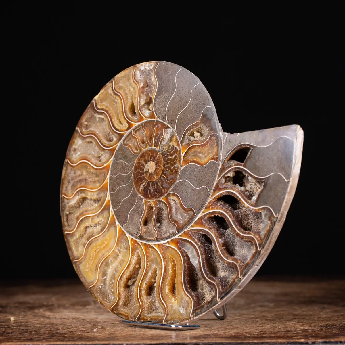Ammonite Cleoniceras