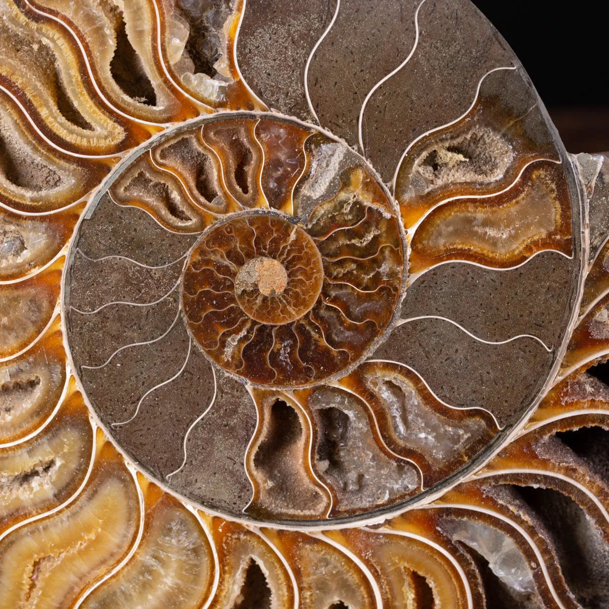 Ammonite Cleoniceras