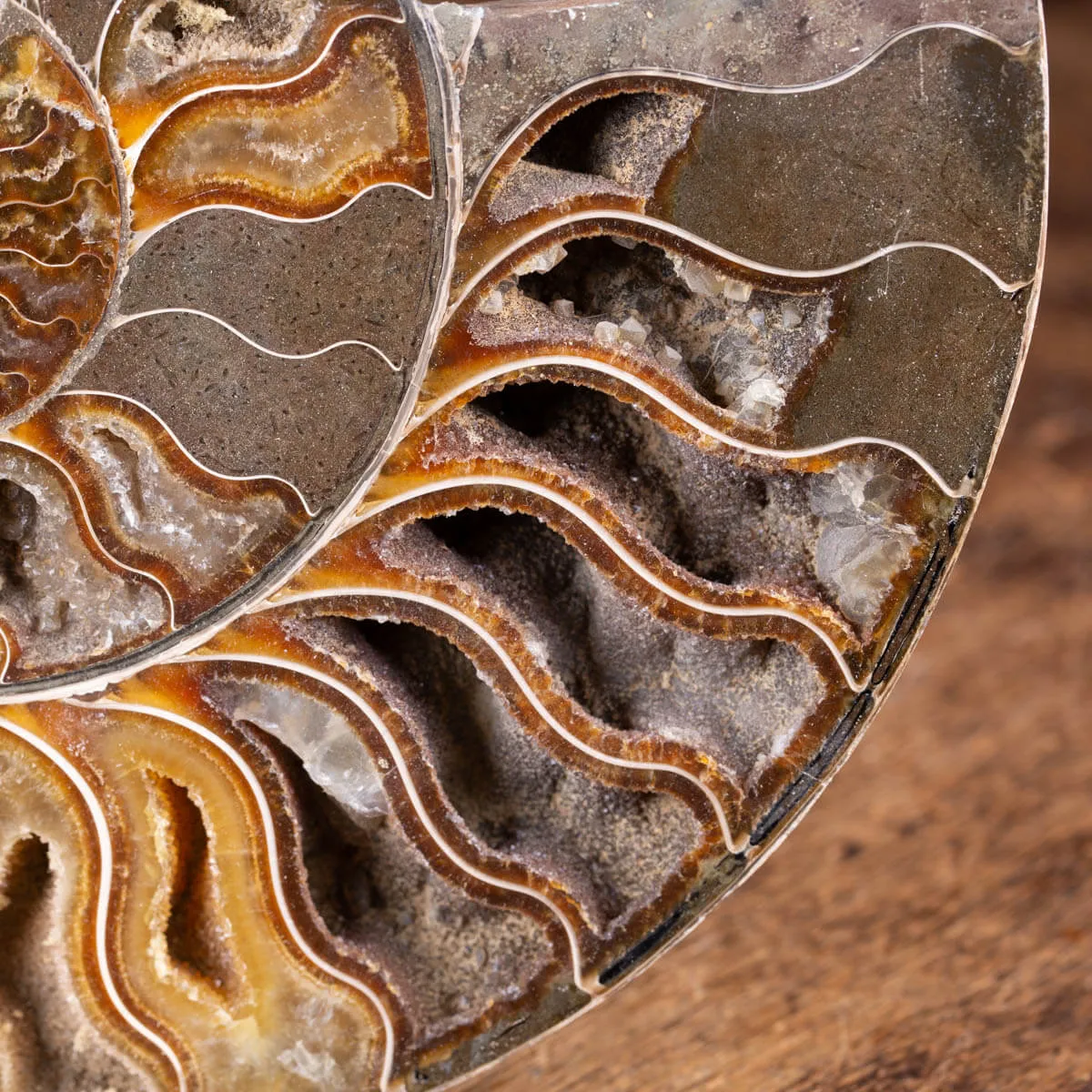 Ammonite Cleoniceras
