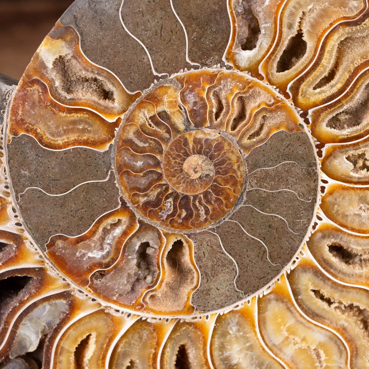 Ammonite Cleoniceras