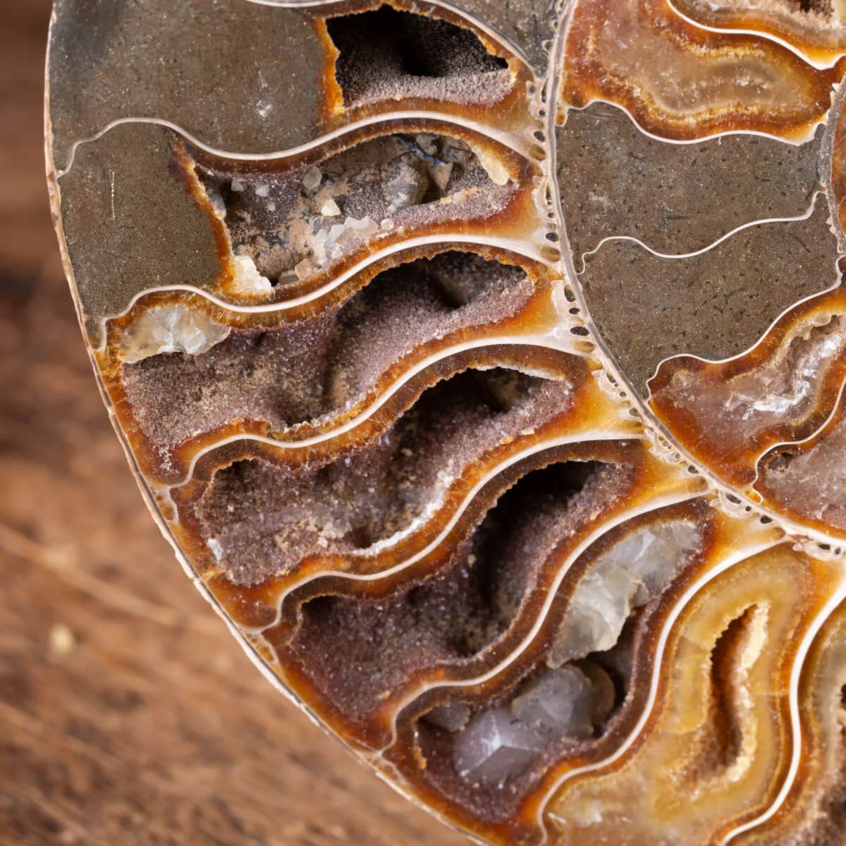 Ammonite Cleoniceras