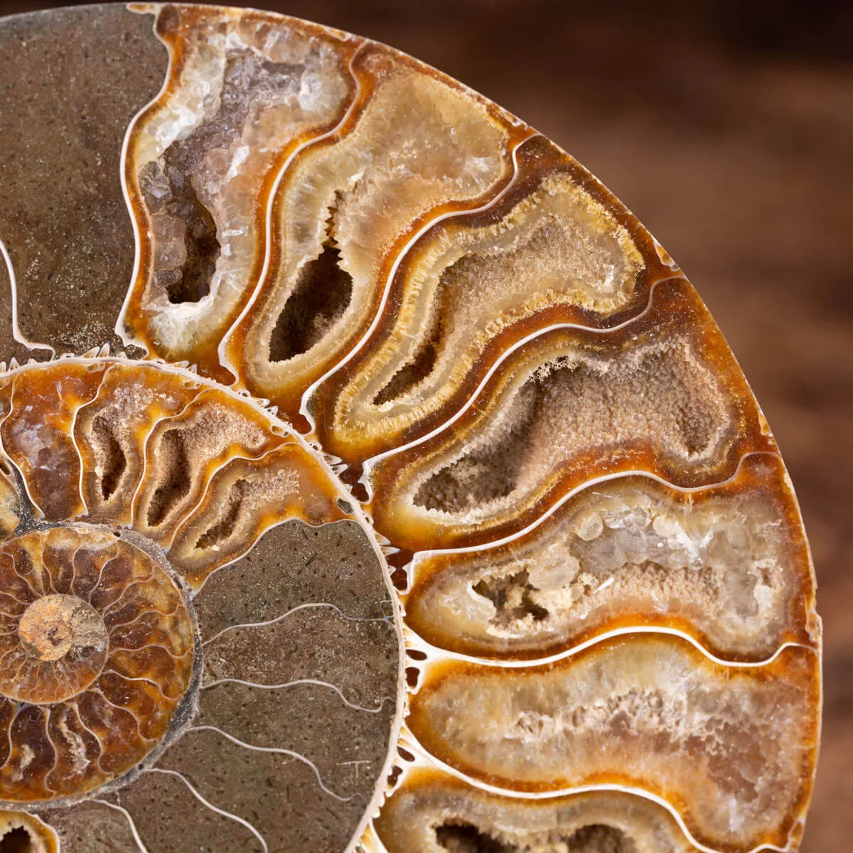 Ammonite Cleoniceras